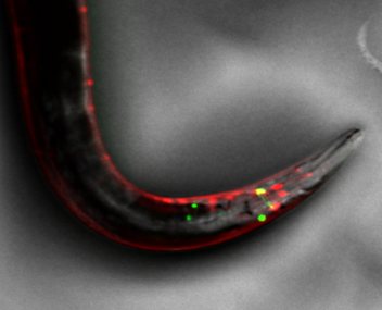 SMZ25尼康研究級立體顯微鏡-上海思長約光學(xué)銷售
